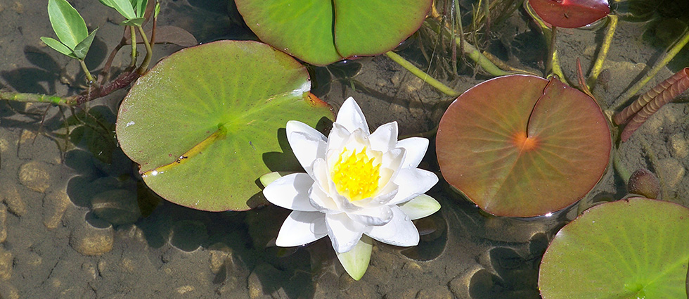 water lilies