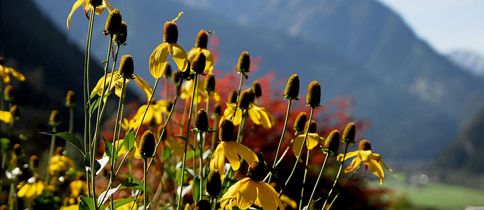 Alpenblumen