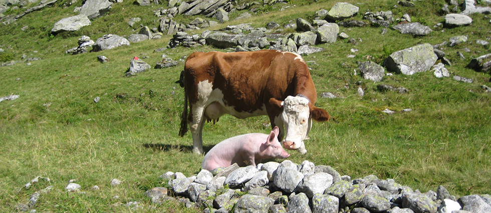 Hochgebirgs-Naturpark Zillertaler Alpen